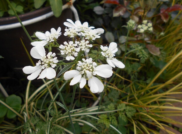 DSCN1826.JPG